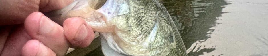 The Free Federal Tool That Can Tell You When Early-Season Warmwater Fish Are Ready